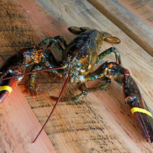 Live Firm Shell Lobster Fisherman's Market Seafood Outlet