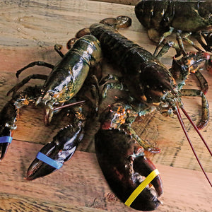 Live Hard Shell Lobster Fisherman's Market Seafood Outlet