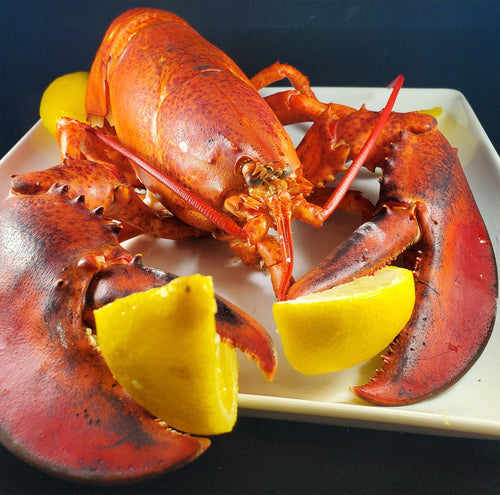 Live Hard Shell Lobster Fisherman's Market Seafood Outlet